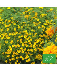 Pyrèthre Robinson's Crimson