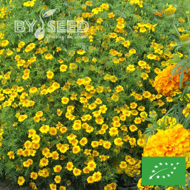 OEillet d'Inde signata ou Tagète agrume BIO