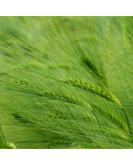 Immortelle à bractées Monstrueuse double Mix BIO