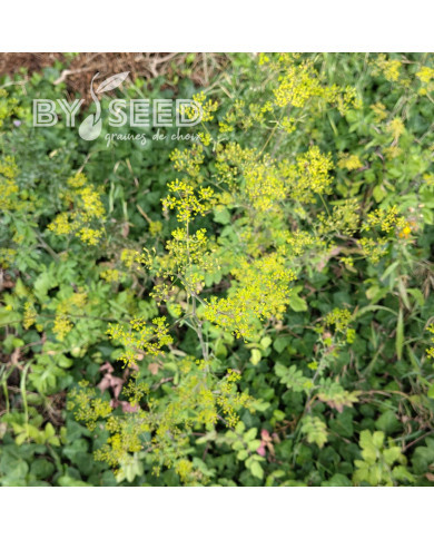 Panais 1/2 long de Guernesey