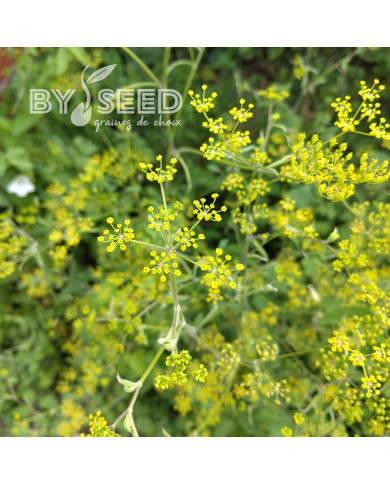 Panais 1/2 long de Guernesey