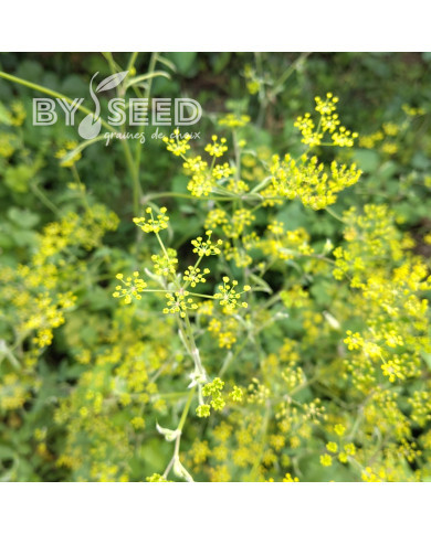 Panais 1/2 long de Guernesey