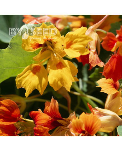 Capucine grimpante Phoenix, Arizona