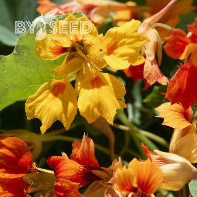 Capucine grimpante Phoenix, Arizona