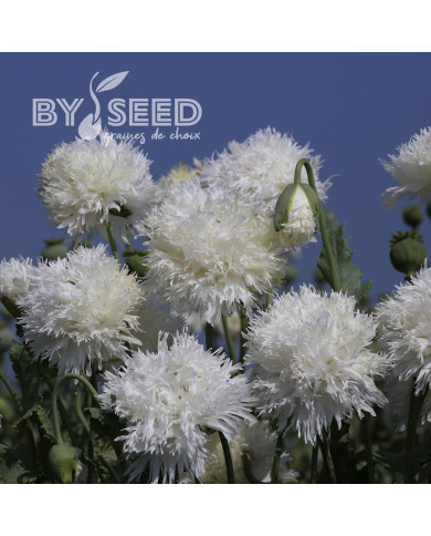 Pavot annuel White Swan