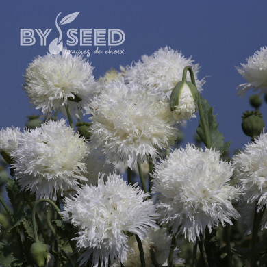 Pavot annuel White Swan