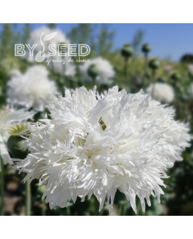 Pavot annuel White Swan