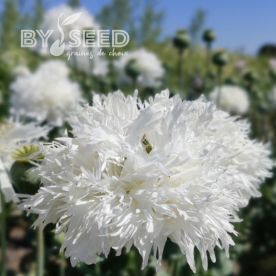 Pavot annuel White Swan