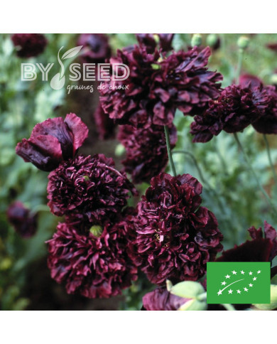 Pavot annuel Black Peony BIO