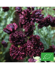 Pavot d'Orient nain Allegro