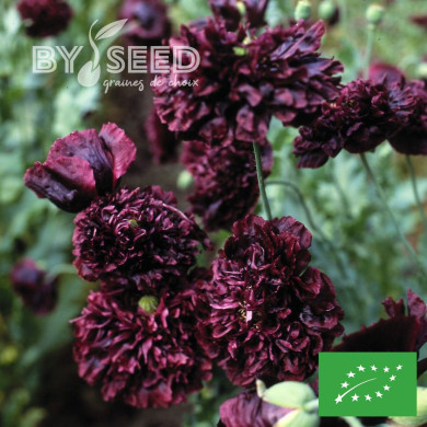 Pavot annuel Black Peony BIO