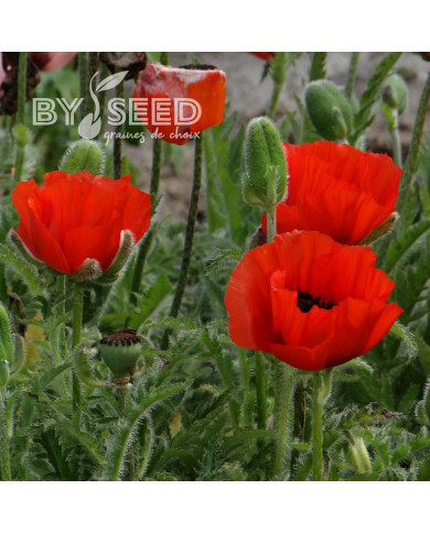 Pavot d'Orient nain Allegro