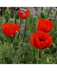 Penstemon barbatus Twizzle Blue