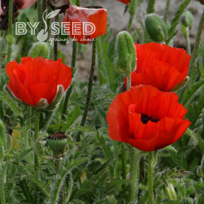 Pavot d'Orient nain Allegro