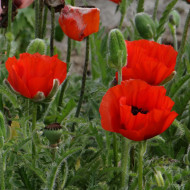 Pavot d'Orient nain Allegro