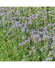 Phacélie tanacetifolia Bleue BIO