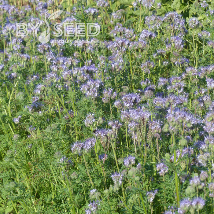 Phacélie tanacetifolia Bleue