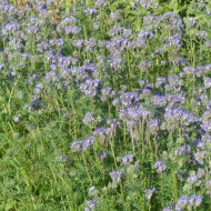Phacélie tanacetifolia Bleue