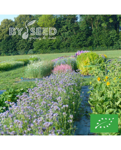 Phacélie tanacetifolia Bleue BIO