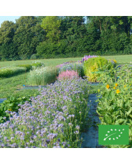Phacélie tanacetifolia Bleue