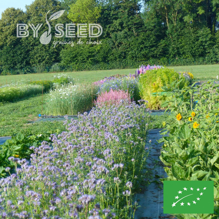 Phacélie tanacetifolia Bleue BIO