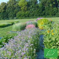 Phacélie tanacetifolia Bleue BIO