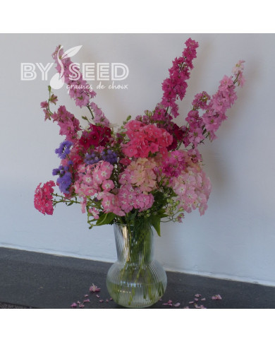 Phlox annuel Phlox of Sheep Mix