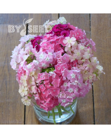 Phlox annuel Phlox of Sheep Mix