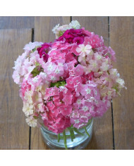 Physostégia virginiana Rosea (Cataleptique)