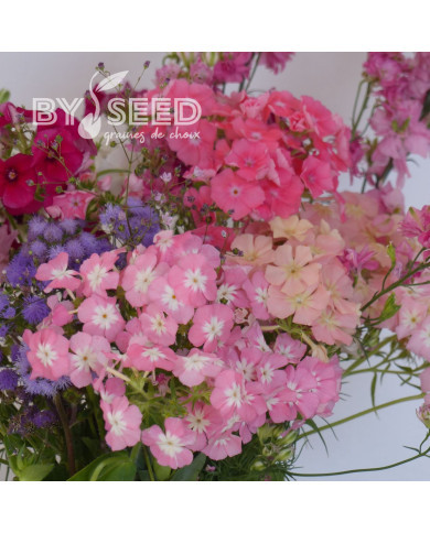 Phlox annuel Phlox of Sheep Mix
