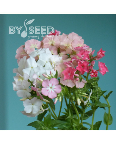 Phlox annuel Phlox of Sheep Mix