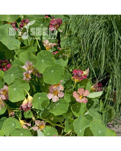Capucine grimpante Purple Emperor