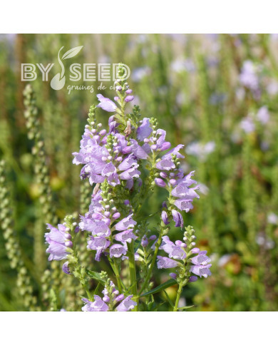 Physostégia virginiana Rosea (Cataleptique)