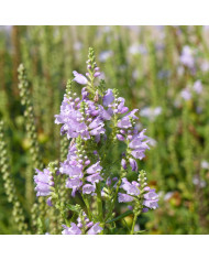 Physostégia virginiana Summer Snow (Cataleptique)