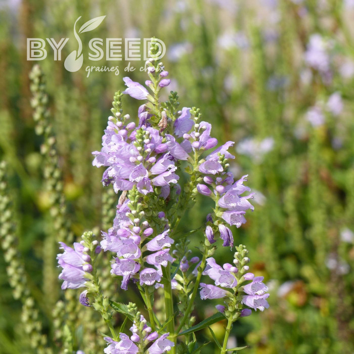 Physostégia virginiana Rosea (Cataleptique)