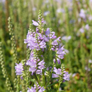 Physostégia virginiana Rosea (Cataleptique)