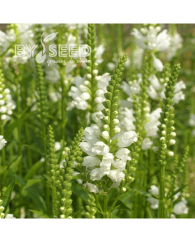 Physostégia virginiana Summer Snow (Cataleptique)