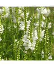 Physostégia virginiana Rosea (Cataleptique)