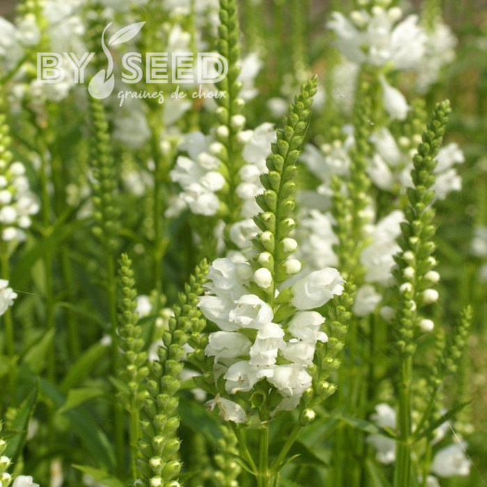 Physostégia virginiana Summer Snow (Cataleptique)