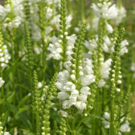 Physostégia virginiana Summer Snow (Cataleptique)