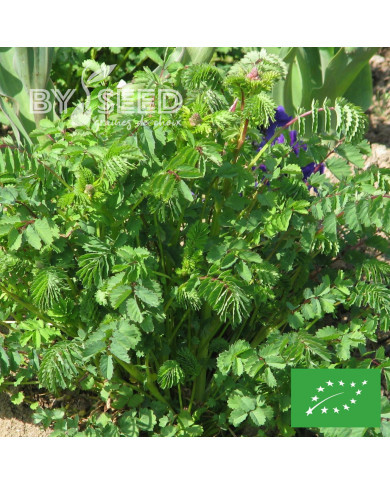 Petite Pimprenelle BIO - Sanguisorba minor