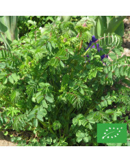 Salpiglossis sinuata Kew Blue