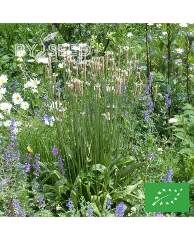 Plantain lancéolé BIO