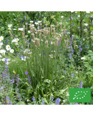 Physostégia virginiana Summer Snow (Cataleptique)