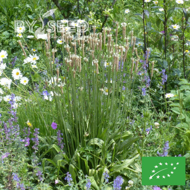 Plantain lancéolé BIO