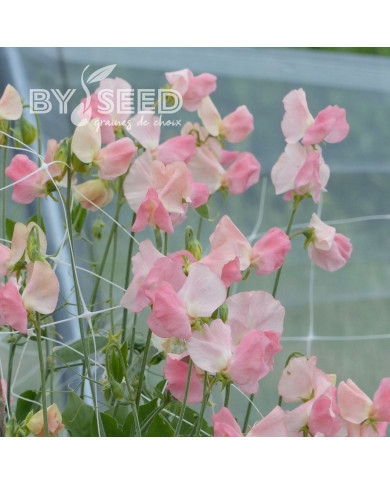 Pois de senteur Spring Sunshine Champagne