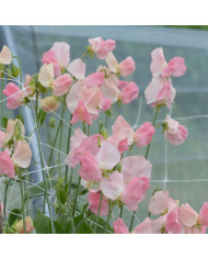 Grande marguerite Crazy Daisy