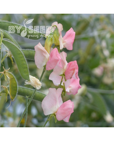 Pois de senteur Spring Sunshine Champagne