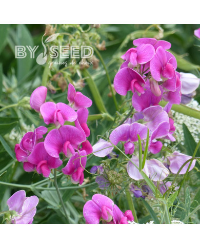 Pois vivace Red Pearl - Lathyrus latifolius