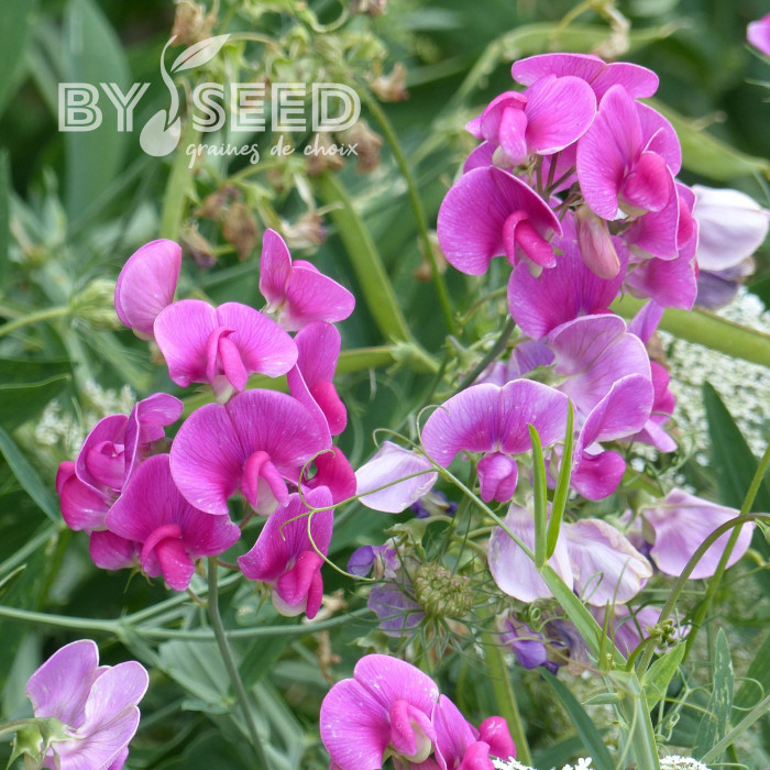 Pois vivace Red Pearl - Lathyrus latifolius